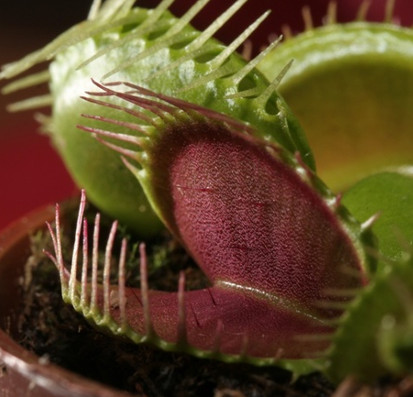 Unique plants on earth