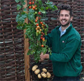 Unique potato root plants, tomato tops