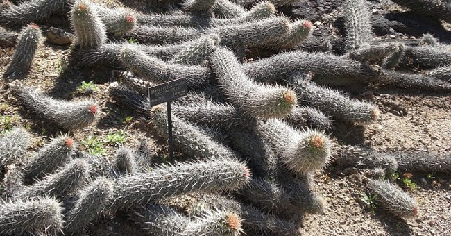 Unique self-dying cacti to continue to exist and spread throughout the desert