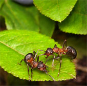 Unique technologies from nature