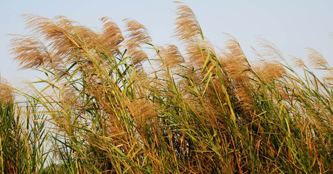 Unique 'technology' hospital wastewater treatment with reeds