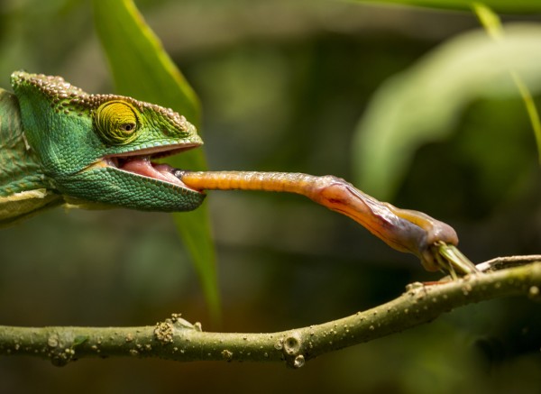 Unique tongue uses of animals
