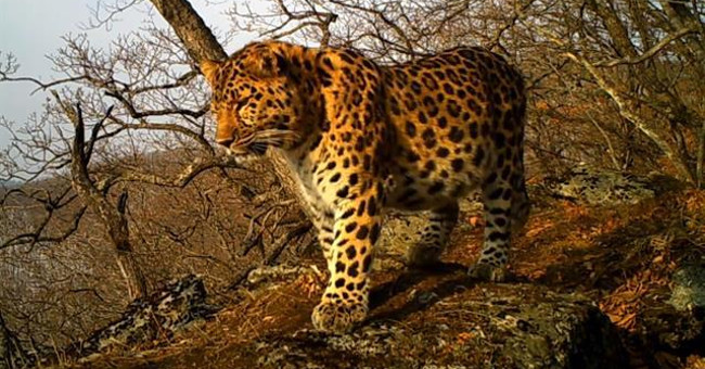 Unknowingly turned the image of one of the world's most precious species