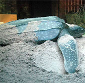 Unknown story about giant turtle, weighing nearly 1 ton