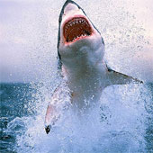 Unknown story 'white monster' in the ocean