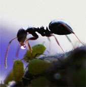 Unknown things about ants