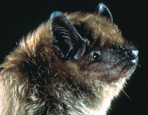 Unknown things about bats