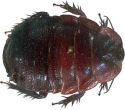 Unknown things about cockroaches