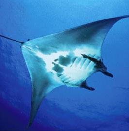 Unknown things about giant fish 8m long