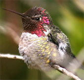 Unknown things about hummingbirds