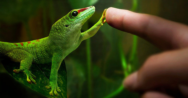 Unknown things about the world of geckos are amazing