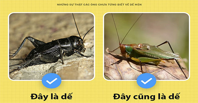 Unprecedented facts about cell phones