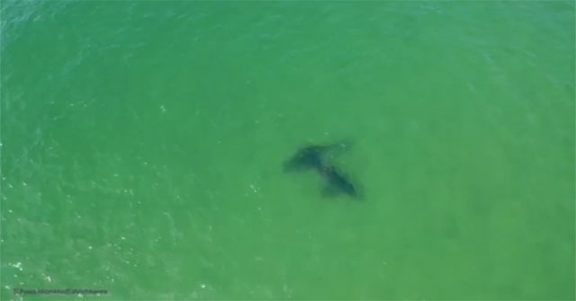 Unprecedented footage of a suspected white shark mating scene