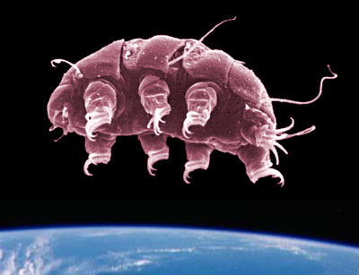 Unprotected creatures still survive in the universe