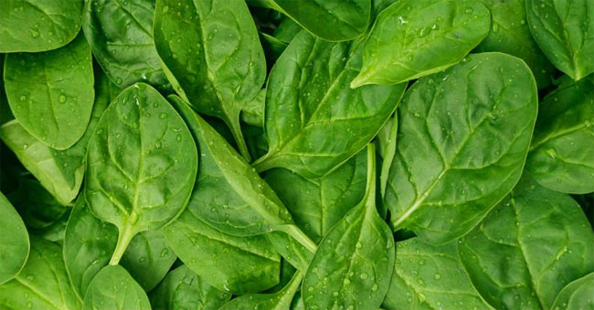 Until now, people found out why eating vegetables is good for digestion