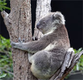 Unusual cooling way of koalas