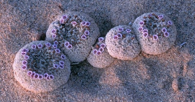 Unusual flowers bloom on sand like alien flowers