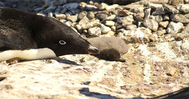 Unusual frost makes 36,000 penguins die in Antarctica
