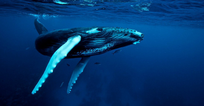 Unusual hunting behavior of humpback whales