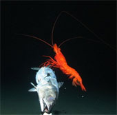 Unusual marine creatures in the groove of New Hebrides