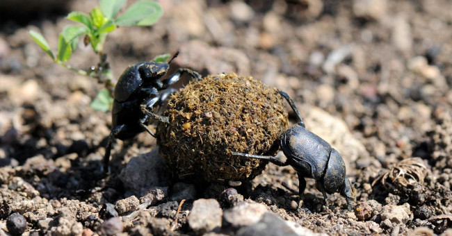 'Unveiled' beetle's secret