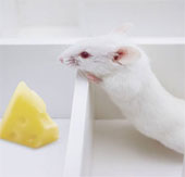 Upgrade the mouse intelligence