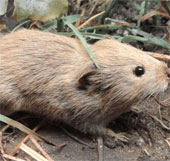 Urban animals are 'smarter' than rural