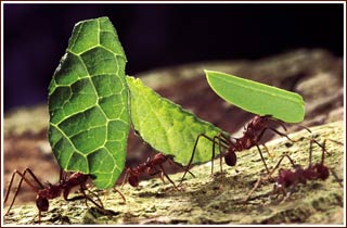 Urban 'ants' suffer better heat