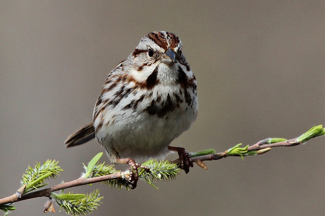 Urban birds are more aggressive than rural birds?