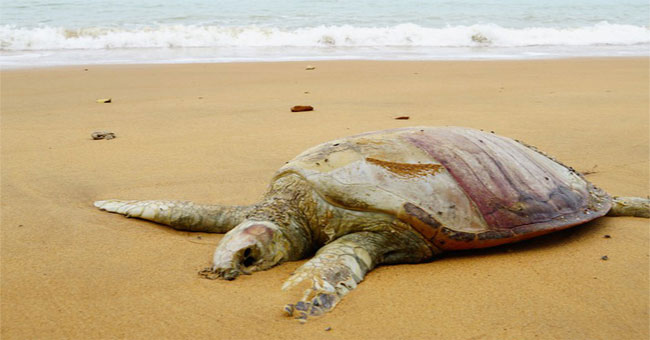 Urgent alarm: More than 60% of turtles on the planet are about to become extinct