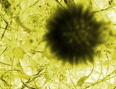 Urgent prevention of A-H5N1 flu