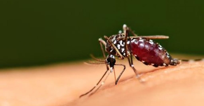 Urgent recommendations Medical for prevention of Zika virus disease