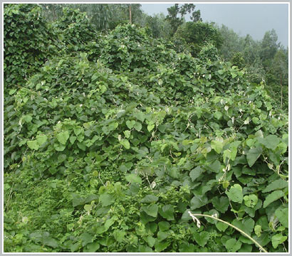 Urgently kill vines, save the national forest forbid Son Tra
