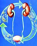 Urinary infections in children