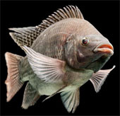 'Urine love story' has 1-0-2 of tilapia