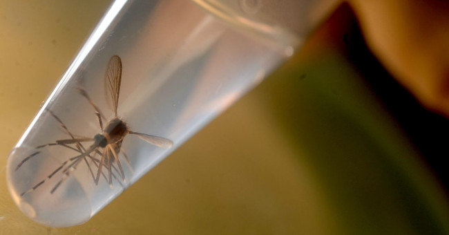 US: FDA issued new guidelines for Zika virus