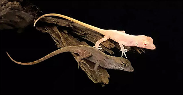 US gene editing albino lizard