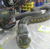 US model Anaconda river robot