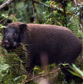 US officials have a headache for wild boar