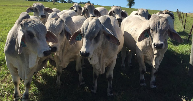 US research creates heat-resistant cows for future food