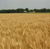 US science successfully decodes the genome of wheat