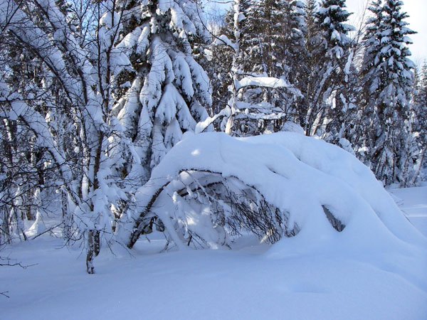USA: Anchorage city snowed 3.4m