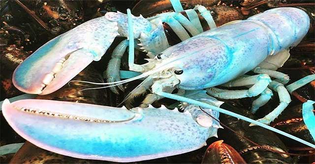 USA: Catching extremely rare colored lobsters, millions of new ones