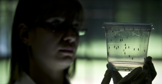 USA: More cases of Zika virus causing birth defects