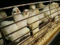 USA: Stop selling more than 20 million chickens suspected of having melamine