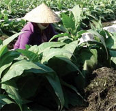 Use algae to prevent drought and increase crop productivity