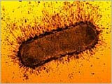 Use bacteria against earthquakes