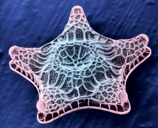 Use bacteria to create iridescent paint like pearls