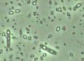 Use bacteria to make pesticides