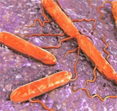 Use bacterial immunity to make them